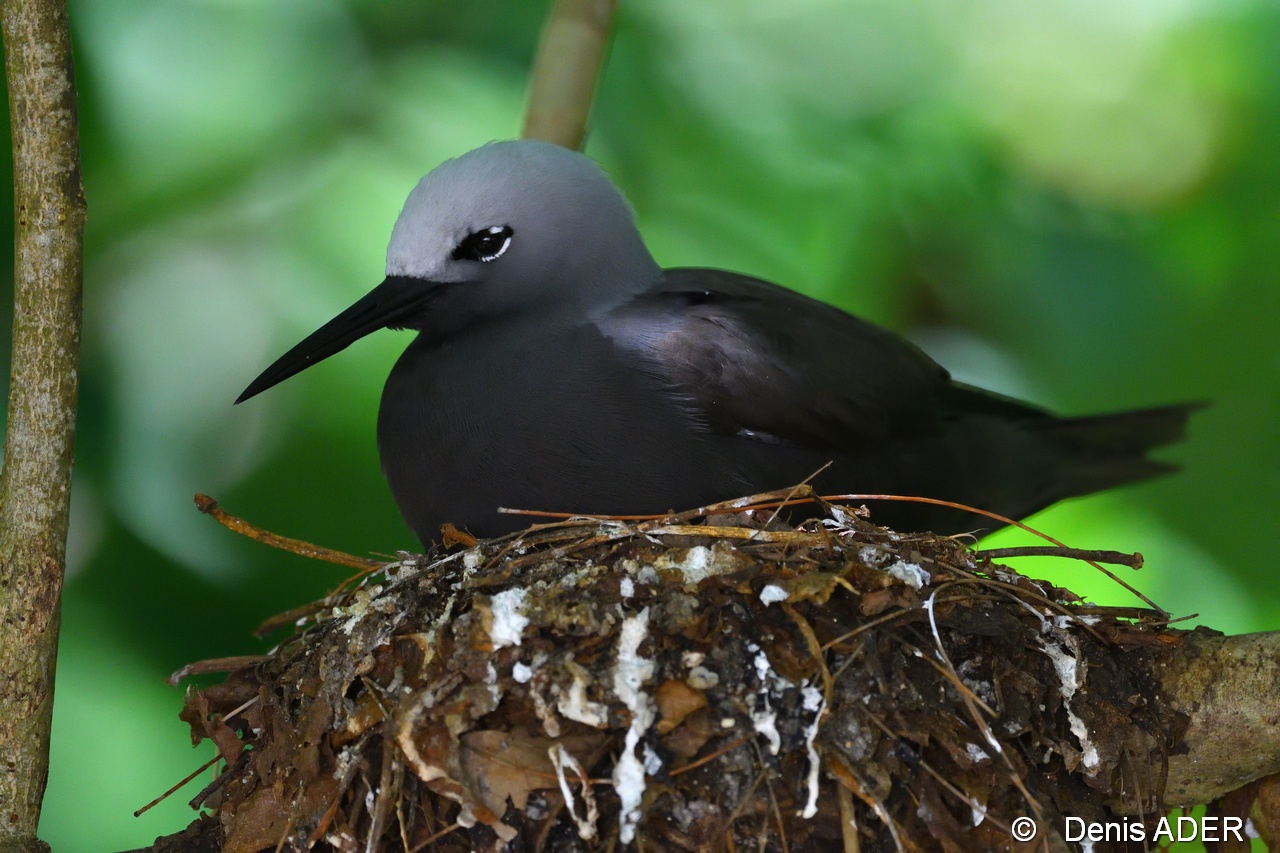 DSC_8814 Anous stolidus tenuirostris  brown or lesser noddy nest_tn.jpg